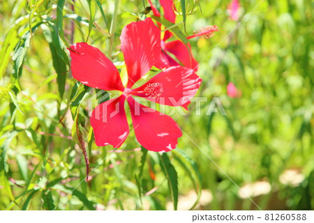 Titan Bikas Flower 81260588