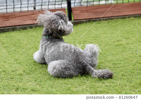 Back view of a toy poodle sitting on the lawn 81260647