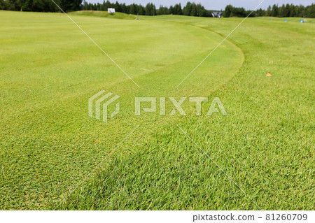 Green grass on a golf course on a forest background Green grass on a golf course on a forest background 81260709