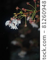 櫻花的盡頭 81260948