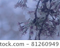 櫻花的盡頭 81260949