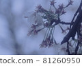 櫻花的盡頭 81260950
