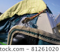 Dragonfly staying in a camp chair 81261020