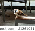 A sparrow staying in an outdoor seat in an urban cafe 81261031