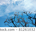 Blue sky and cherry blossoms 81261032