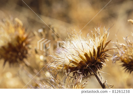 Attractive Flower at the Garden on One Hot Summer 81261238