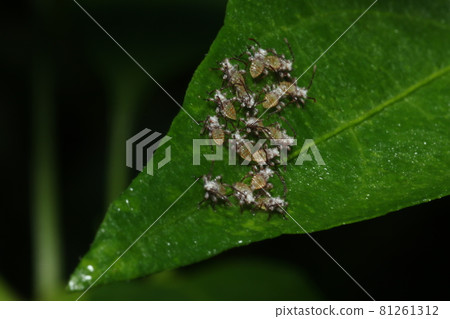 Pests such as peppers, paprika and eggplant, larvae that have just hatched from the eggs of the stink bug 81261312