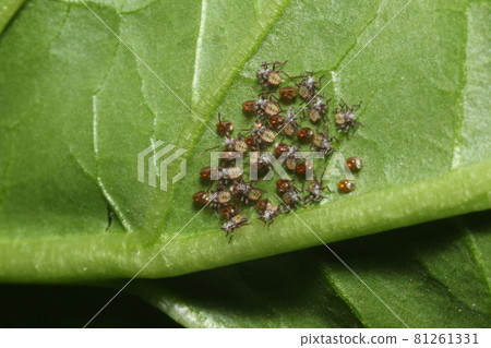 Pests such as peppers, paprika and eggplant, larvae that have just hatched from the eggs of the stink bug 81261331