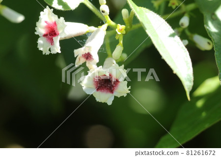 A lovely flower that blooms in midsummer A lovely flower that blooms in midsummer 81261672