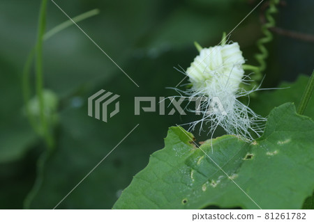 The flower of the crow squirrel that deflated in the morning The flower of the crow squirrel that deflated in the morning 81261782