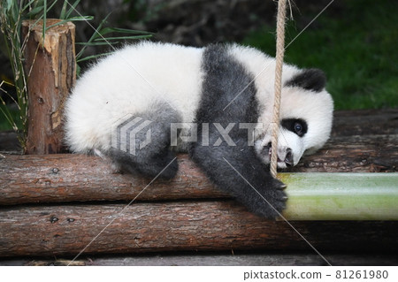 Gray baby panda Gray baby panda 81261980