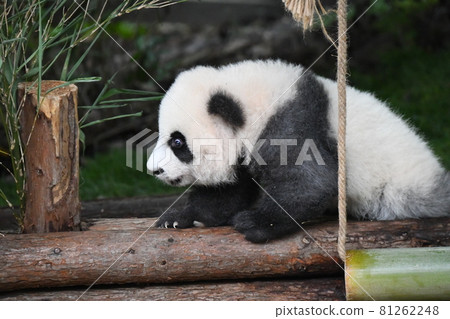 灰色的熊貓寶寶 81262248