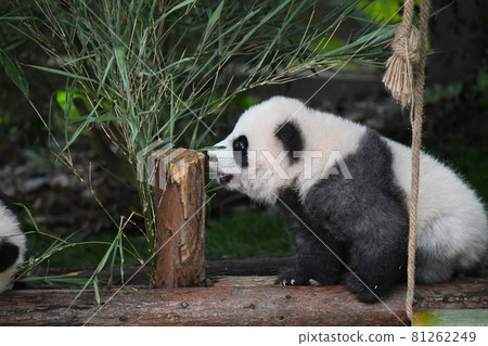 灰色的熊貓寶寶 81262249