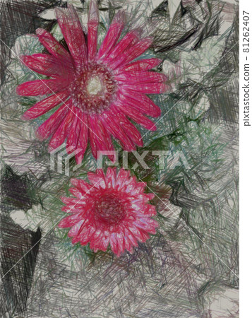 雛菊 81262407