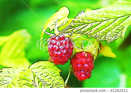 粉彩般的“紅熟覆盆子”插圖圖像 81262821