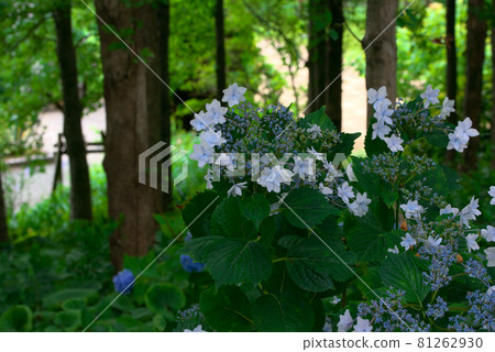Hydrangea hydrangea hydrangea 81262930