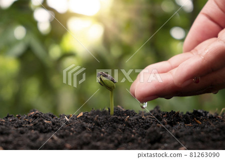 Plant maintenance and watering of seedlings grown on fertile soil, planting ideas for environmental protection 81263090