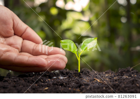 Farmers are watering small plants by hand with the concept of World Environment Day. 81263091
