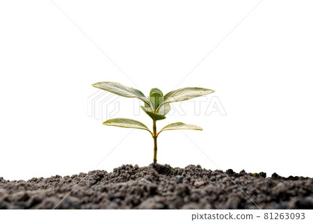 Plant growth concept with trees growing from the soil on white background. 81263093