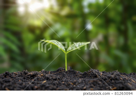 Trees grow on natural ground and the green shade blurs the concept of sustainable agriculture and plant growth. 81263094