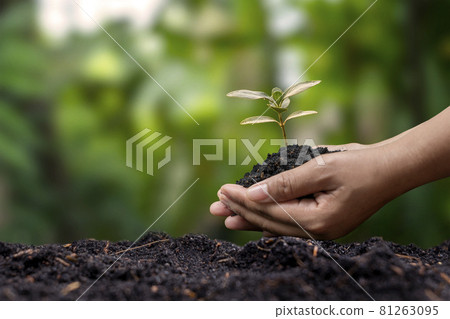 Farmer's hand planting seedlings in the ground and blurred green background with social reforestation and reforestation concept. 81263095