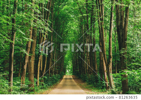 Walkway Lane Path With Through Tilia Cordata Trees In Forest. Beautiful Alley, Road In Park. Pathway, Way In Summer Small-leaved Lime, Occasionally Littleleaf Linden Or Small-leaved Linden Woods 81263635