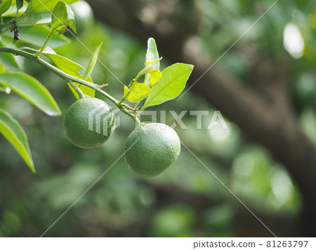 仲夏藍橙 81263797