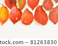 Autumn leaves 81263830