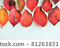 Fallen leaves  81263831