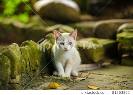White kitten with blue eyes in nature White kitten with blue eyes in nature 81263893
