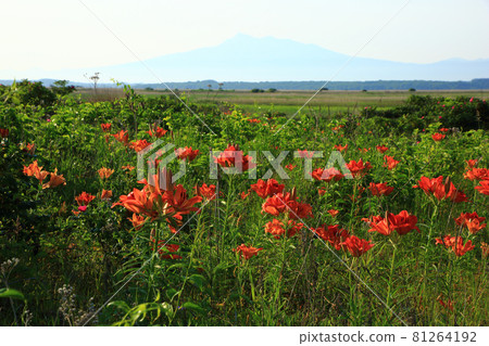 小清水野花花園 81264192