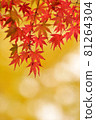 Autumn leaves 81264304