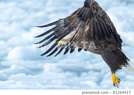 知床冬天 知床冬天 81264417