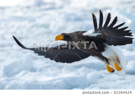 Shiretoko winter 81264424