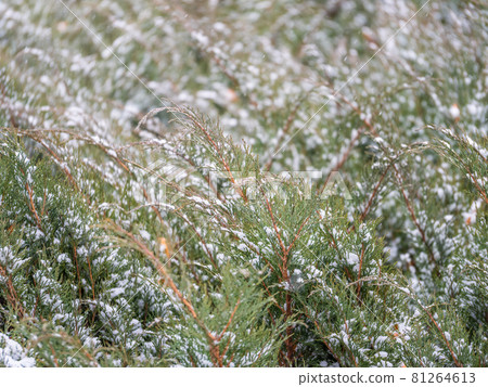 Bright green juniper branches covered with snow are illuminated by the sun. Juniper bush in winter. 81264613