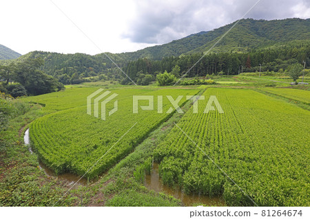 Paddy fields in Ouchi-juku 81264674