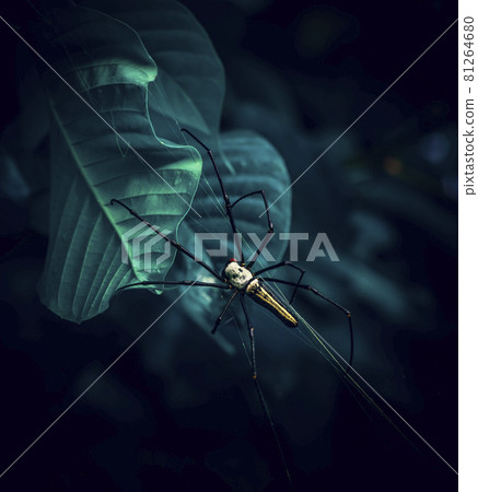 Nephila pilipes, Giant golden orb-web spider in the natural forests of Sri Lanka. 81264680