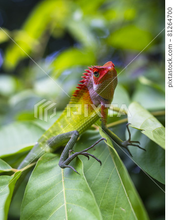 Common green forest lizard sitting on top of large green leaves, sunbathing in the tropical rainforest. Natural bokeh background. beautiful close-up wildlife photograph in Sri Lanka. Common green forest lizard sitting on top of large green leaves, sunbathing in the tropical rainforest. Natural bokeh background. beautiful close-up wildlife photograph in Sri Lanka. 81264700