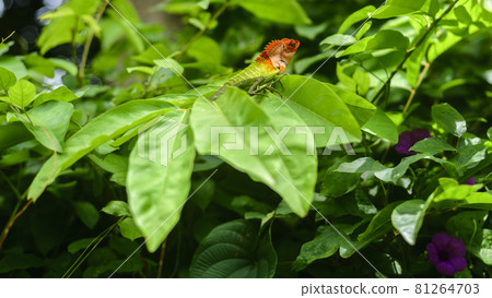 Common green forest lizard Resting on top of large green foliage, sunbathing in the tropical rainforest. Beautiful close-up wildlife photograph in Sri Lanka. Common green forest lizard Resting on top of large green foliage, sunbathing in the tropical rainforest. Beautiful close-up wildlife photograph in Sri Lanka. 81264703