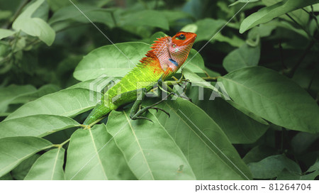 Common green forest lizard sitting on top of large green leaves, sunbathing in the tropical rainforest. Natural bokeh background. beautiful close-up wildlife photograph in Sri Lanka. Common green forest lizard sitting on top of large green leaves, sunbathing in the tropical rainforest. Natural bokeh background. beautiful close-up wildlife photograph in Sri Lanka. 81264704