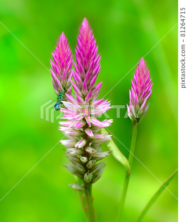 Iridescent green bee collecting nectar in wheat straw celosia bloom. Iridescent green bee collecting nectar in wheat straw celosia bloom. 81264715