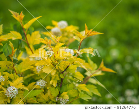 flowering hawthorn bushes in Spring. Delicate white flowers on a branch with juicy green leaves close-up. flowering hawthorn bushes in Spring. Delicate white flowers on a branch with juicy green leaves close-up. 81264776