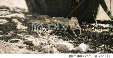 Garden lizard under the shade in the ground scorching hot sunny day, Garden lizard under the shade in the ground scorching hot sunny day, 81264815