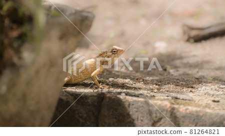 Common garden lizard female behind the flower pot on the ground searching for a place to lay eggs, 81264821