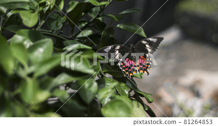 A large swallowtail butterfly, beautiful Pachliopta hector butterfly laying eggs in the lime tree leaves, full wingspan close up view from the back. A large swallowtail butterfly, beautiful Pachliopta hector butterfly laying eggs in the lime tree leaves, full wingspan close up view from the back. 81264853