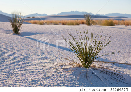 White sand dunes 81264875