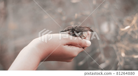 Holding a little hatchling on the palm of a girl's hand. Crimson-backed sunbird baby abandoned by the parent birds. Concept of the caring hand for the animals. Holding a little hatchling on the palm of a girl's hand. Crimson-backed sunbird baby abandoned by the parent birds. Concept of the caring hand for the animals. 81264880