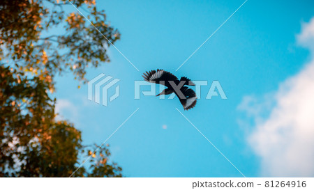 Myna bird in flight against the blue skies and the tree branches, full wingspan view from below. Myna bird in flight against the blue skies and the tree branches, full wingspan view from below. 81264916