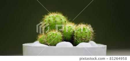 Potted lemon ball cactus plant close-up macro photo against a dark gray background. white pebble rocks on the pot. 81264958