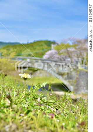 Strongly blooming dandelions with bridge and cherry blossom background Strongly blooming dandelions with bridge and cherry blossom background 81264977